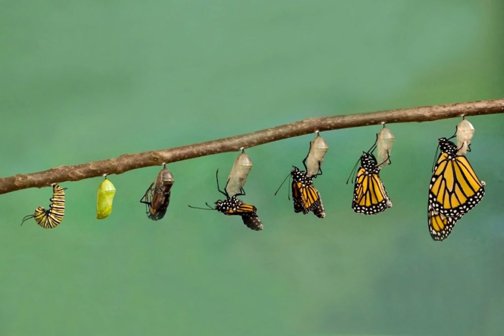 metamorfosi bruco farfalla